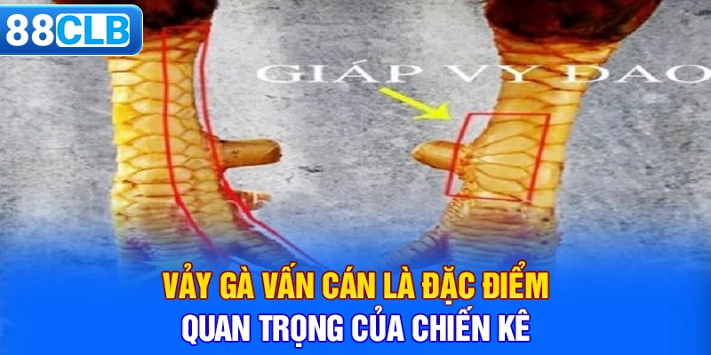 Vảy gà vấn cán là đặc điểm quan trọng của chiến kê