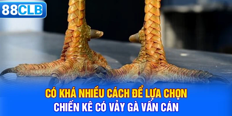 Có khá nhiều cách để lựa chọn chiến kê có vảy gà vấn cán