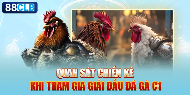 Quan sát chiến kê khi tham gia giải đấu đá gà C1