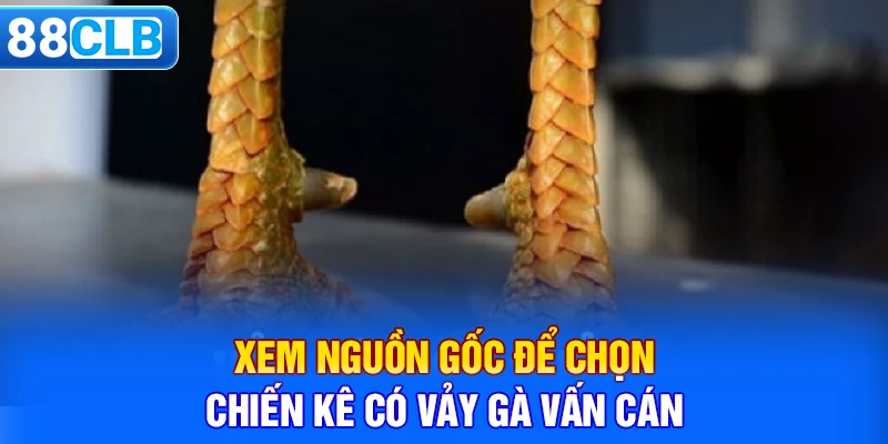 Xem nguồn gốc để chọn chiến kê có vảy gà vấn cán